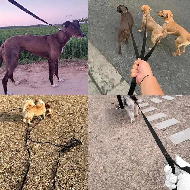 No-Pull Dog Collar for Stress-Free Walks
