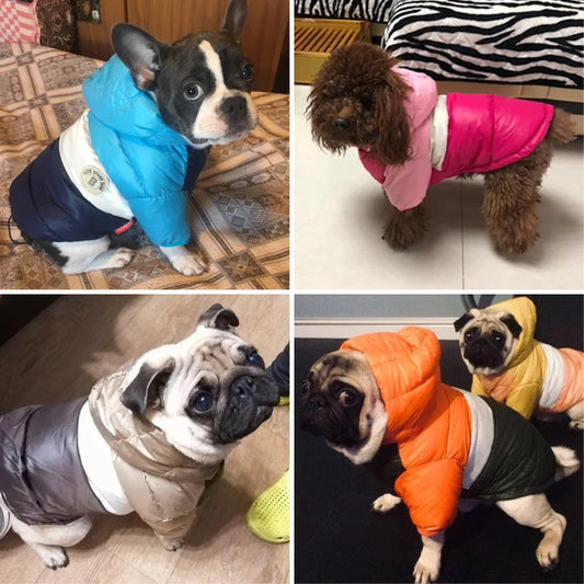 Waterproof dog coat: Keep your dog dry and comfortable in any weather.