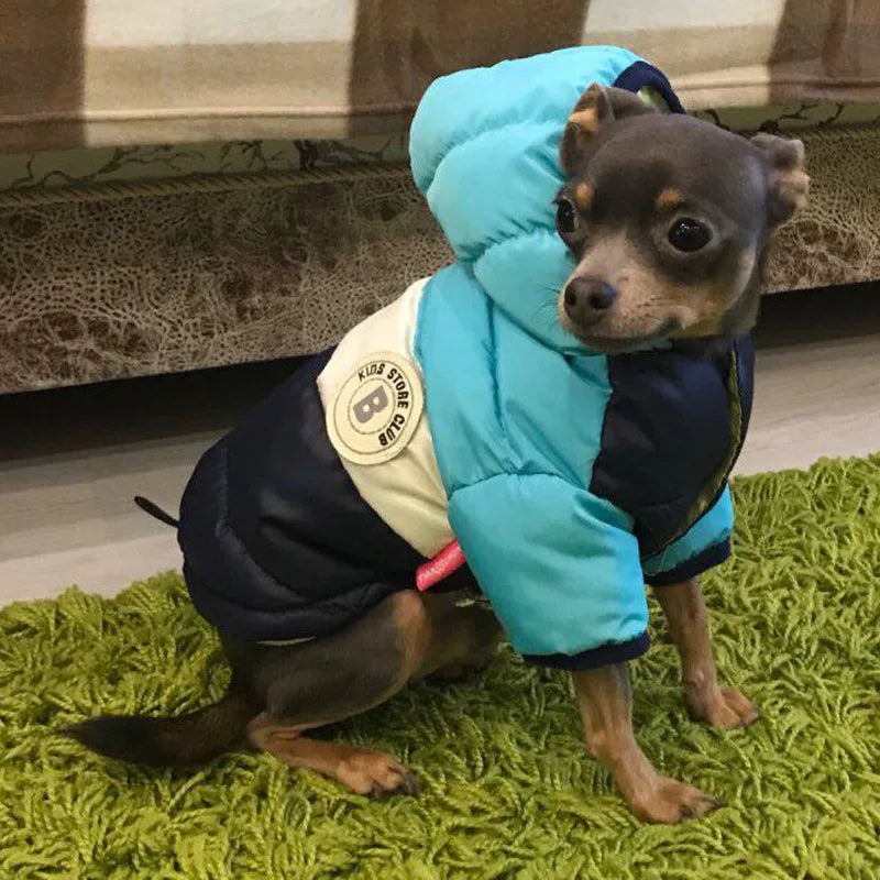 Waterproof dog coat: Keep your dog dry and comfortable in any weather.